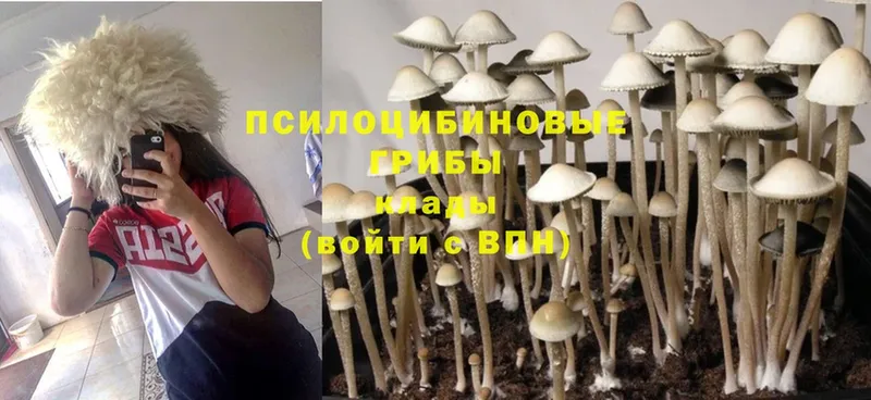 Псилоцибиновые грибы MAGIC MUSHROOMS  это клад  Луховицы 